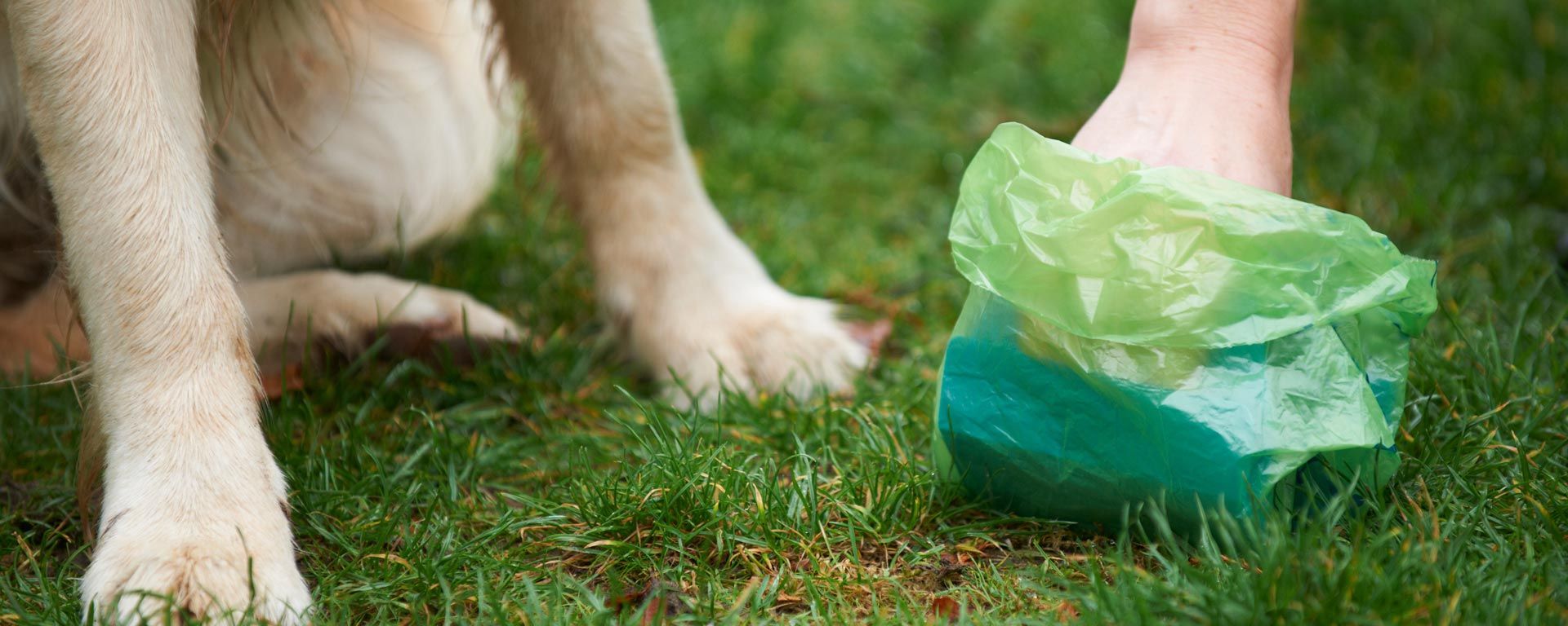 person picking up dog poop on grass using pet waste disposal bag