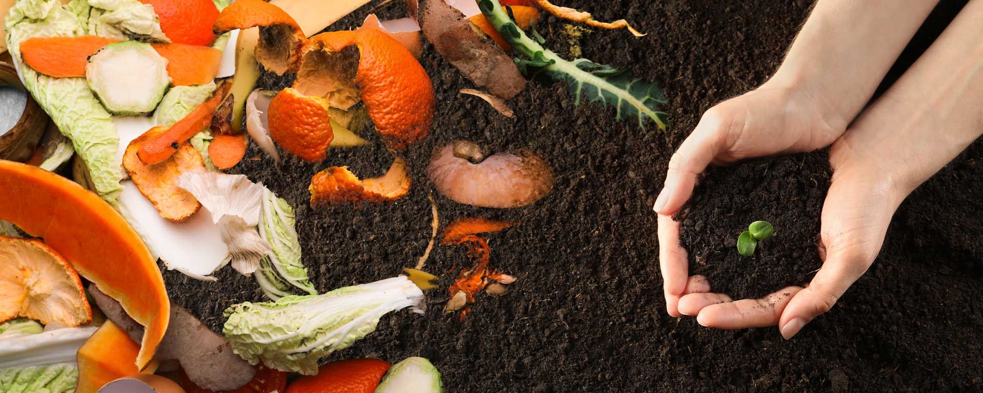 hands hold seedling growing in compost