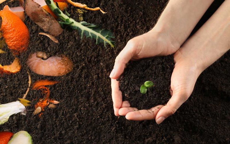 hands hold seedling growing in compost