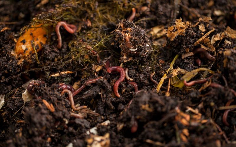 red wiggler worms in compost pile